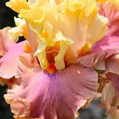 Ірис бородатий великоквітковий "Glamazon" (61807) 1 шт - фото 1