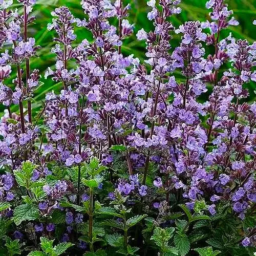 Котовник "Junior Walker" (Nepeta faassenii) (187781) 1 саженец в упаковке - фото 1