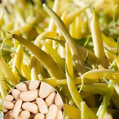 Квасоля "Масляний король" ТМ "Весна"  15г (35737) - фото 1