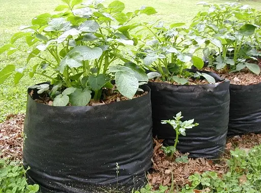 Рукав для рассады Shadow 50 мм х 500 м 40 мкн РДРБ000041 - фото 3