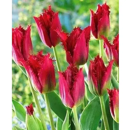 Тюльпан "Pacific Pearl" (156303) 2 шт - фото 1