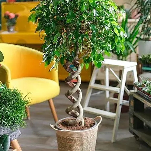 LMTD Фикус Agro-Market Бенджамина Twister переплетенный ствол (высота 35-45см) (186540) 1 саженец в упаковке (комнатный) Нидерланды - фото 1