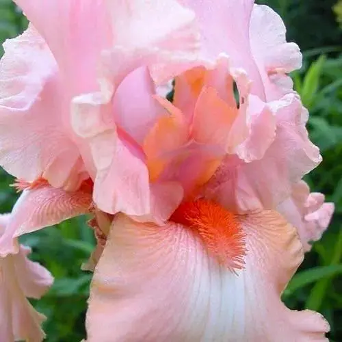 Ирис бородатый крупноцветковый "Magical Encounter" 1 шт (41126) - фото 1