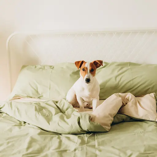 Комплект постельного белья оливковый кретон 100% хлопок Olive - двухспальный  - фото 4