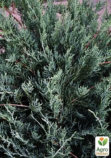 Можжевельник виргинский "Блю Клауд" (Blue Cloud) горшок P9 (39016) 1 саженец - фото 4