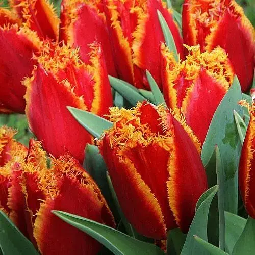 Тюльпан Fabio (62543) 2 шт - фото 1