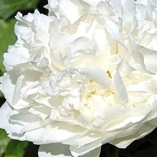 Півонія трав'яниста "Sara Bernar" 1 шт (25567) (Корневище) - фото 1