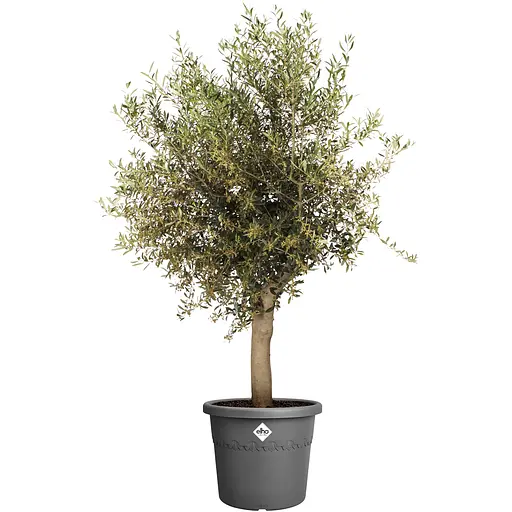 Горщик Elho algarve cilindro 58 см антрацит (529352) - фото 4