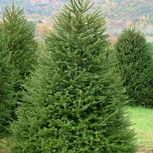 Ялина 6-ти річна Agro-Market річна європейська Excelsa С5 висота 80-100 см 189638 1 саджанець в упаковці - фото 1