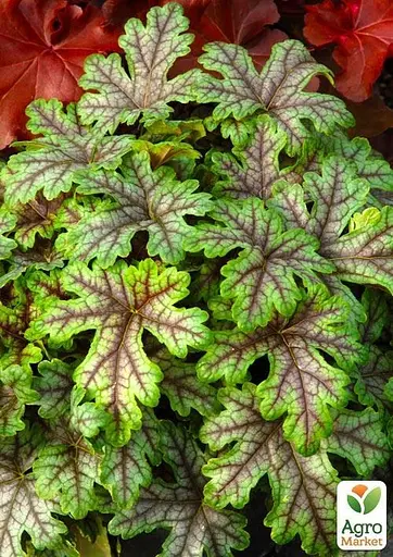 Гейхера (Heuchera) "Tapestry" (48572) 1 саженец - фото 4