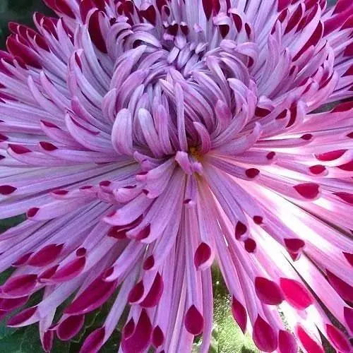 Хризантема "Santosh Rouge" (низькоросла крупноквіткова) (49363) 1 саженец - фото 1