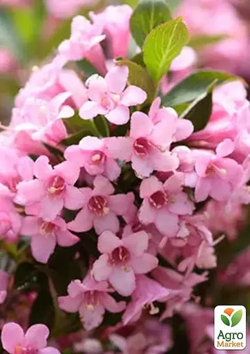 Вейгела на штамбе "Rosea" вазон С3 высота 150-170см (182745) 1 саженец - фото 2