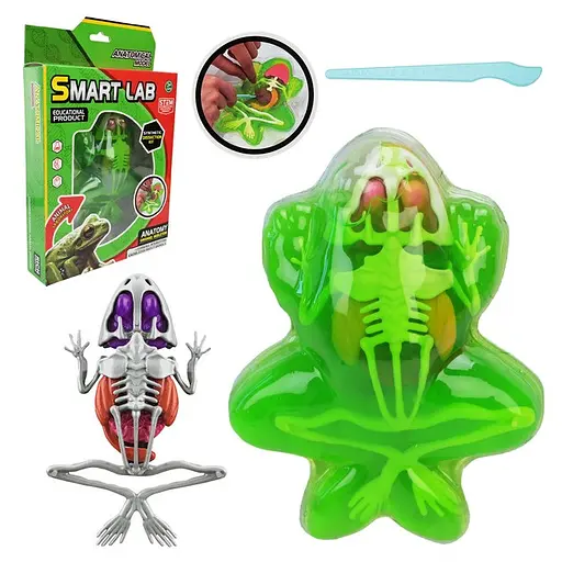 Дитячий лабораторнний набір Жаба Bambi 801B, скелет, внутрішні органи - фото 2