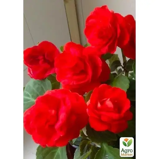 Бальзамин махровый красный (Зипер) Весна 1г (12113) - фото 4