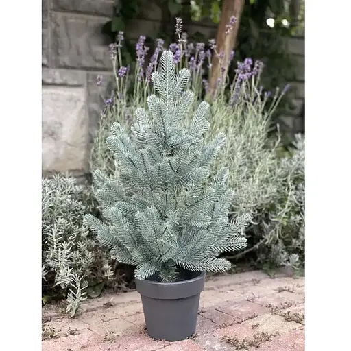 Ялинка Hvoya Traditional лита в горщику 50 см блакитна новинка - фото 2