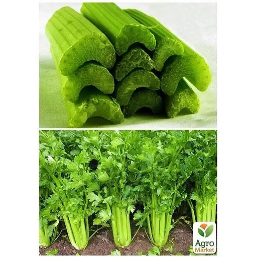 Селера черешкова "Танго" ТМ "Весна"  2г (45946) - фото 3