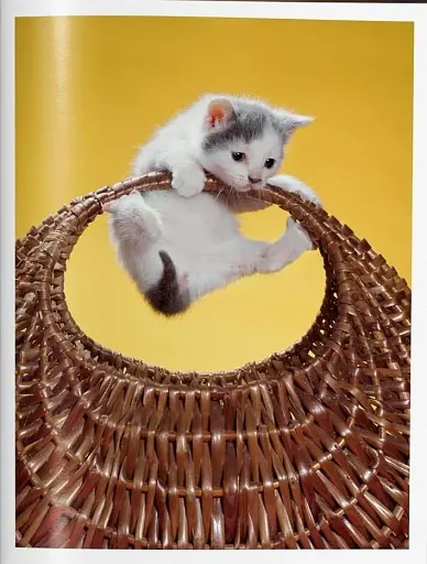 Walter Chandoha. Cats. Photographs 1942-2018 - фото 5