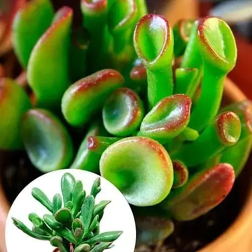 LMTD Красула Agro-Market Hobbit 10-15 см (182839) 1 саженец в упаковке комнатный - фото 3