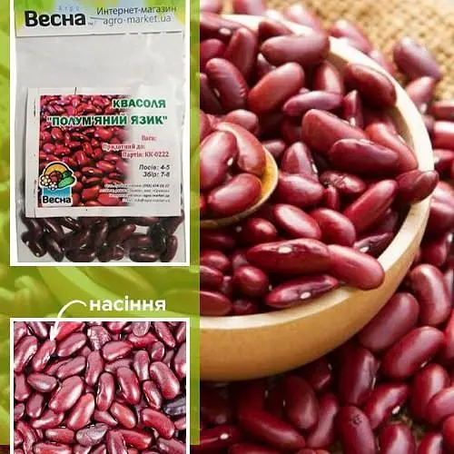 Фасоль "Пламенный язык" (Зипер) ТМ "Весна" 5г (21759) - фото 1