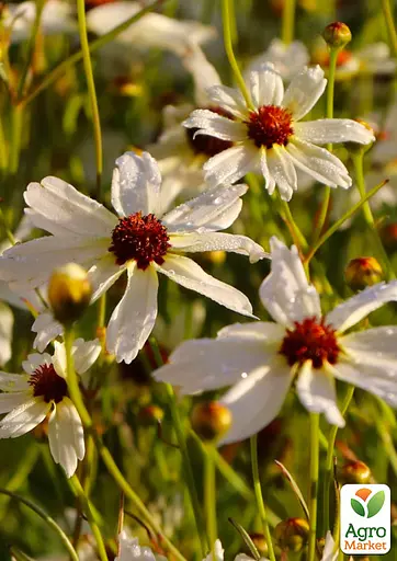 Кореопсис verticillata "Fools Gold" (рясноквітучий багаторічник) (188408) 1 саженец - фото 2