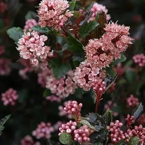 Пузырчатка калинолистная Little Devil вазон Р9 (189944) 1 саженец в упаковке - фото 1