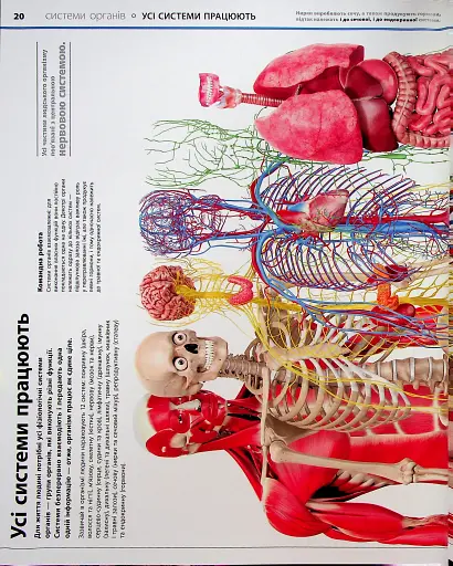 Енциклопедія знань. Тіло людини - фото 17