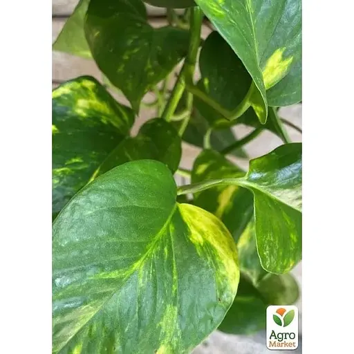 Эпипремнум Agro-Market Pinnatum 20-30см (185109) 1 саженец в упаковке Нидерланды - фото 1