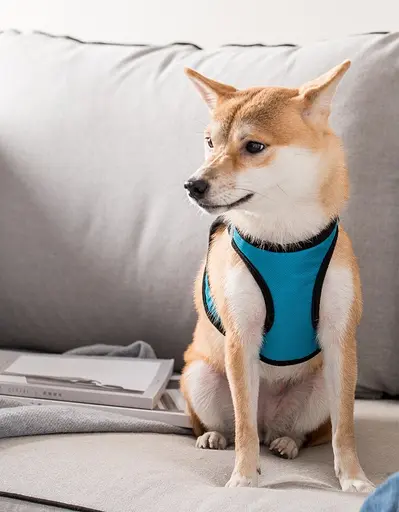 Шлей для собак Jordan-Judy розмір M (270 x 200 мм) PE073 Blue - фото 3