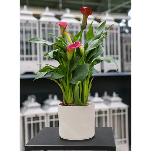 Вазон керамічний Spang Pillar 24x21.3 см граніт (1041669) - фото 2