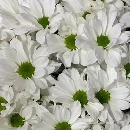 Хризантема мультифлора куляста "Lumia Blanc" (189656) 1 саженец - фото 1