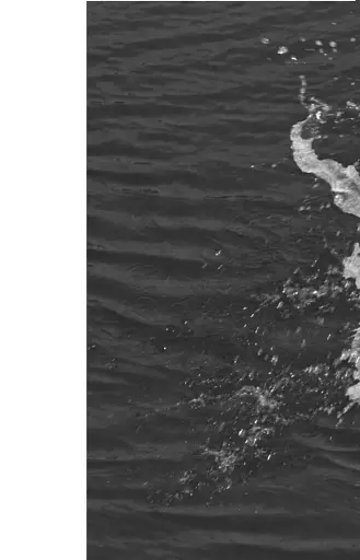 Джонатан Лівінгстон, мартин - фото 9