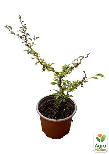 Сакура японская "Койо-но-май" (Prunus incisa Kojou-no-mai) вазон С2 (185104) 1 саженец Нидерланды - фото 4