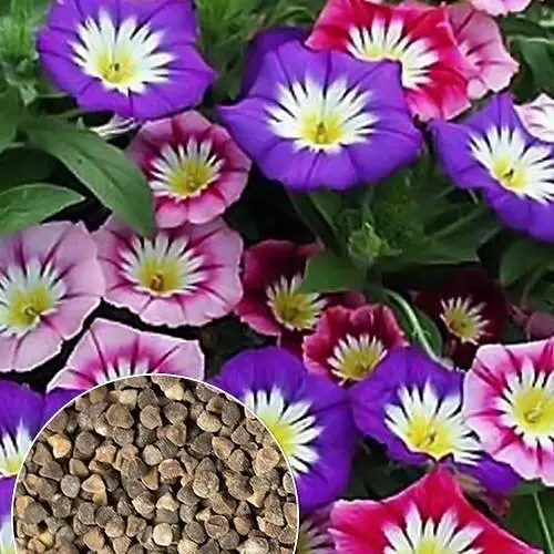 Плитуха смесь Весна цена за 2 г (33076) - фото 2