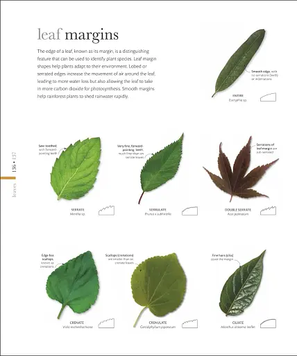 The Science of Plants - фото 7