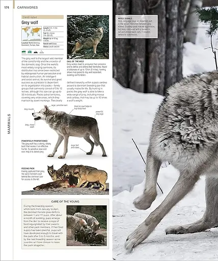 Animal. The Definitive Visual Guide - фото 4