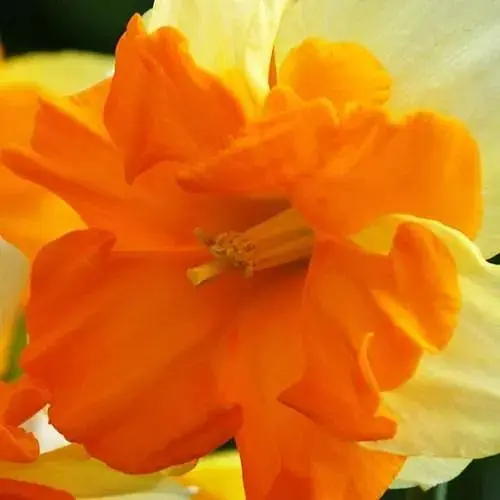 Нарцисс "Congress" (186347) 2 шт - фото 1