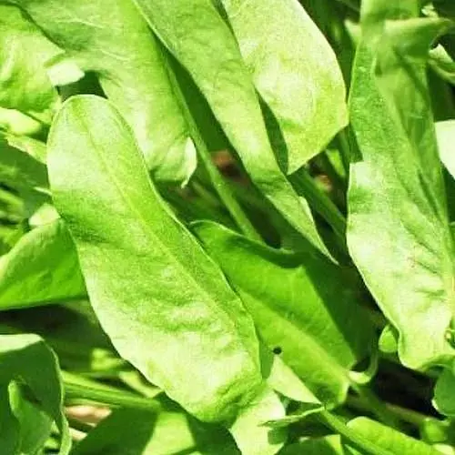 Щавель Весна Одеський (у банці) 100г (52429) - фото 1