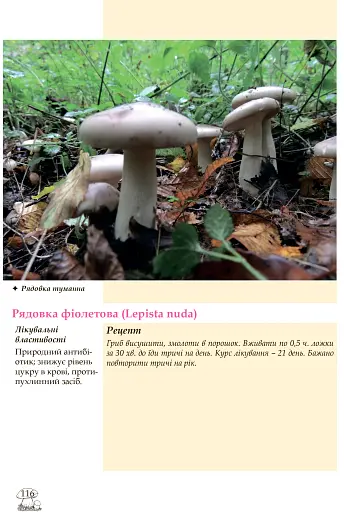 У пошуках грибного царства - фото 8