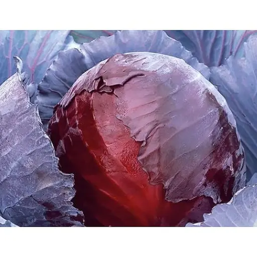 Капуста червоноголова Satimex Лангедейкер Дауер 0.5 г  - фото 1