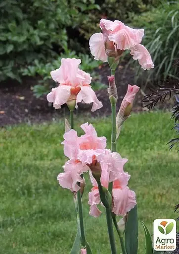 Ирис бородатый крупноцветковый "Magical Encounter" 1 шт (41126) - фото 3