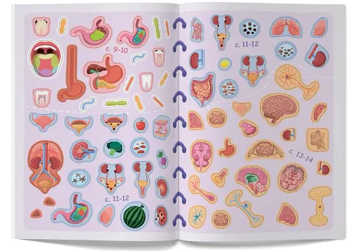 Меганаліпки. Тіло людини - фото 8