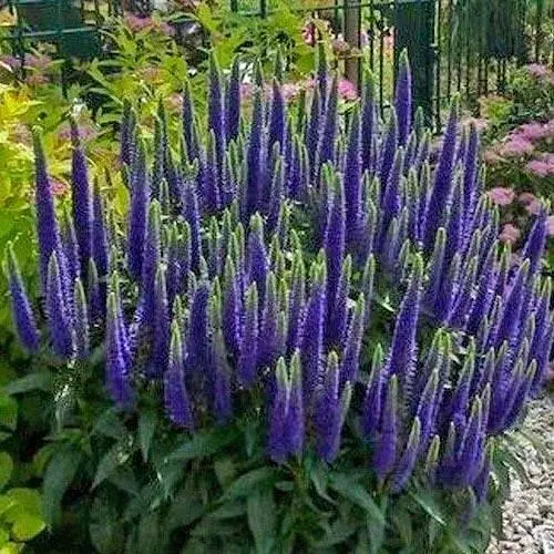 Вероника Колосиста "Blue Indigo" (99167) 1 саженец - фото 1