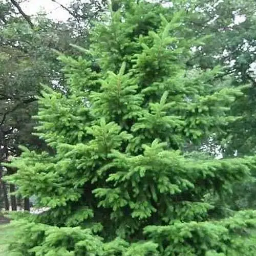 Ялиця Дугласа Agro-Market 3-х річна Pseudotsuga menziesii висота 30-40 см 120426 1 саджанець в упаковці - фото 1