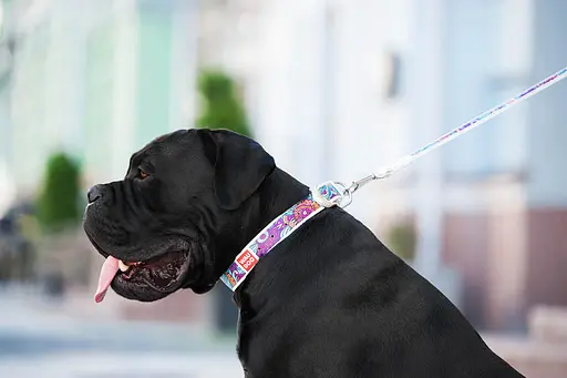 Ошейник для собак кожаный Waudog Design с QR-паспортом "Лето" XL Ш 35 мм Д 46-59 см белый - фото 4