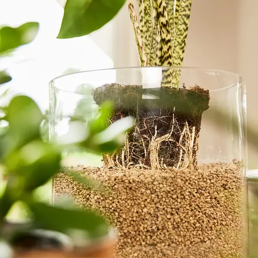 Субстрат Compo Bio Granuplant для кімнатних рослин 3 л (8817) - фото 6