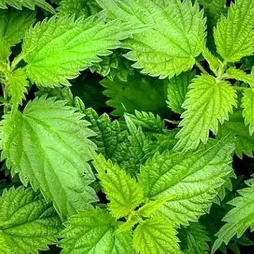 На вес Крапива двудомная Весна 2 г (183507) - фото 2