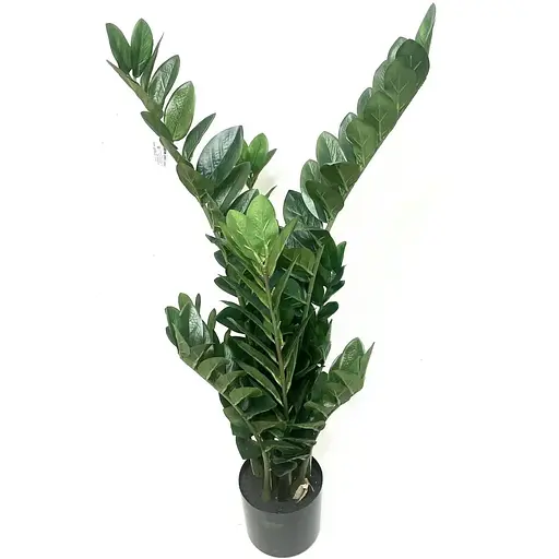 Заміокулькас Hvoya в горщику 90 см