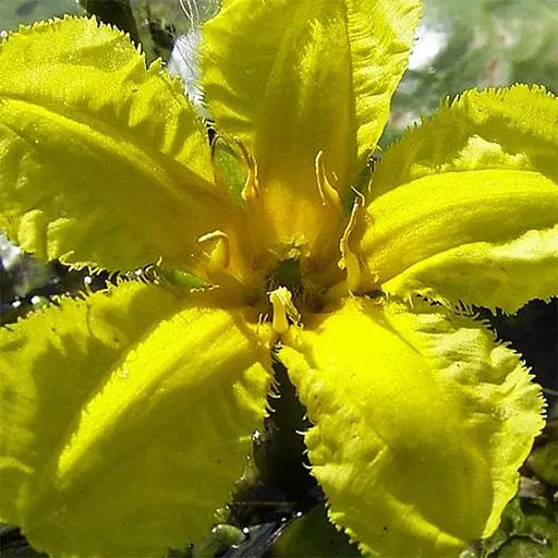  Нимфея водяная лилия Peltata LMTD корневище (185880) - фото 1