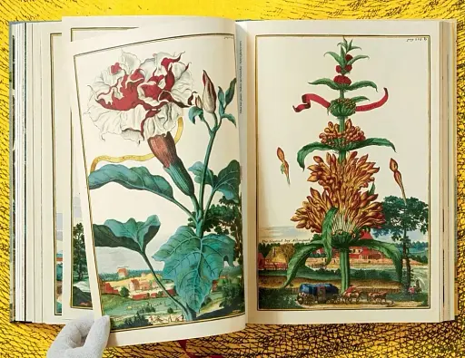 J. C. Volkamer. The Book of Citrus Fruits - фото 9