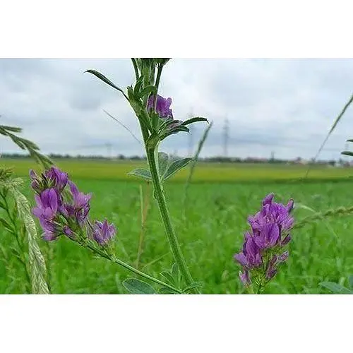 Люцерна Весна цена за 50г (21982) - фото 1